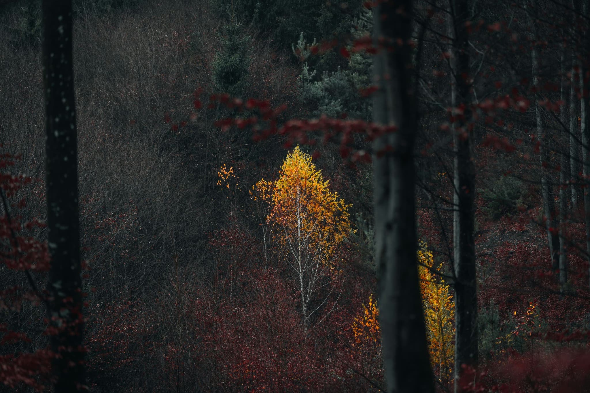 Reference photo 005